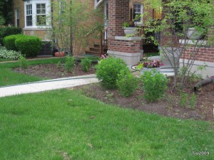 Phlox in front