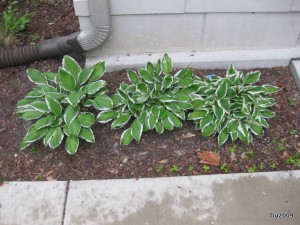 Transplanted hostas