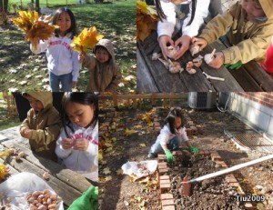 Planting Garlic