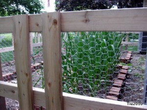 Chicken Wire up