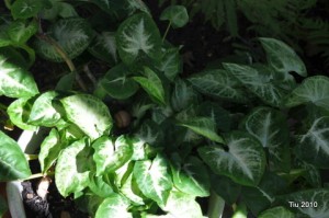 Arrowhead plant outside for the summer
